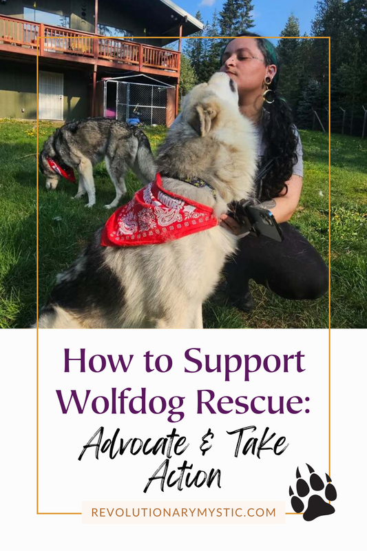 How to Support Wolfdog Rescue: Advocate and Take Action - Revolutionary Mystic