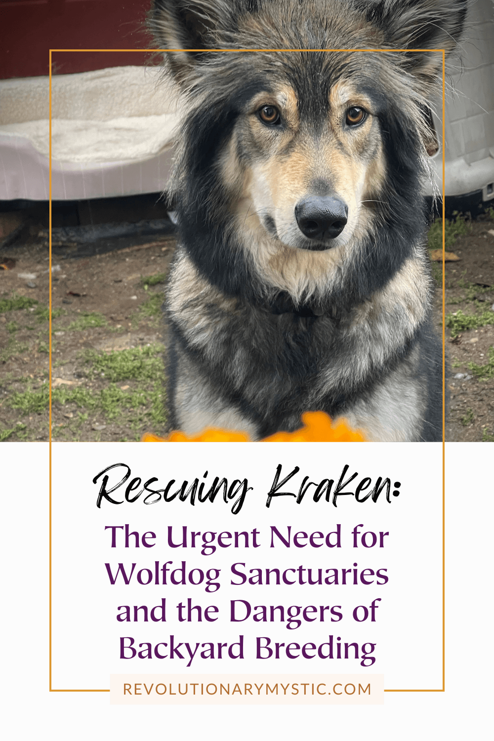 Rescuing Kraken: The Urgent Need for Wolfdog Sanctuaries and the Dangers of Backyard Breeding - Revolutionary Mystic