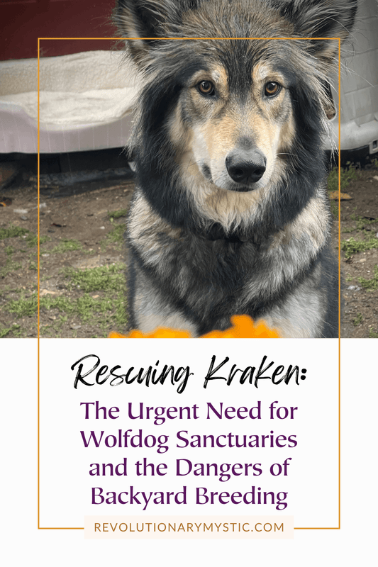 Rescuing Kraken: The Urgent Need for Wolfdog Sanctuaries and the Dangers of Backyard Breeding - Revolutionary Mystic