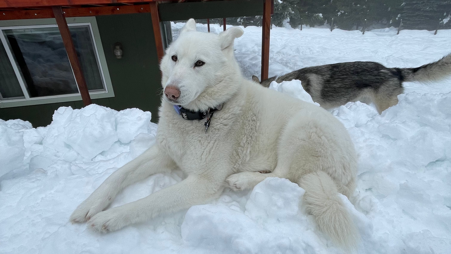 White wolfdog lying in the snow in front of a house with a wooden deck. At Black Moon